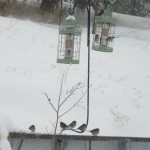 The Birds Were Happy To Find Some Food
